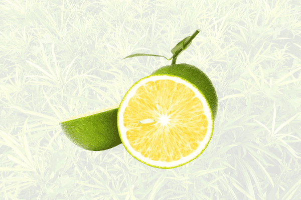 Hình ảnh cận cảnh cam sành Cái Bè chín mọng, vỏ sần tự nhiên, màu xanh vàng hấp dẫn.